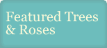 Featured Trees & Roses